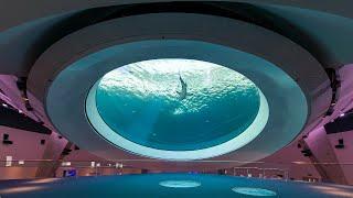 Gulf Stream Exhibit Live Shark Cam  – Frost Science Museum