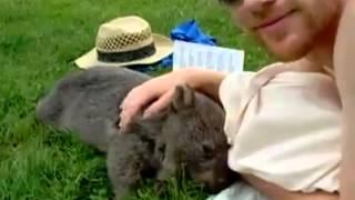 The happiest baby wombat in the world