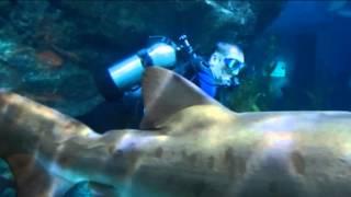 Tauchen mit Haien, shark diving, Thailand Bangkok