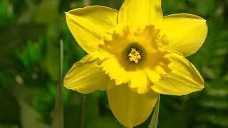 Tech Lawn and Garden: Planting Bulbs for Spring