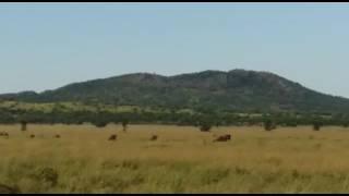 Wildebeest herds on the Togoro Plains - Ranger Safaris