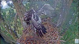 Angel The Leucistic Red-Tailed Hawk. How To 'Hawk' When You Are A Nestling. 5 & 8 Jun 2023