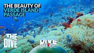 The Beauty of Verde Island Passage #TheDivePH