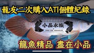 老玩家二次購入親送紀錄【養龍魚的你一定要看EP8】小品專業龍魚           #熱門 #紅龍魚飼養教學 #藍底過背金龍 #ATI超血龍  #水族 #魚缸客製化 #中華隊