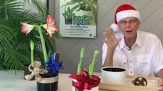 Unique Holiday Gifts - Growing Amaryllis in Hydroponics