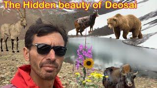 The Hidden beauty of Deosai|Hicking in Deosai mountains| Beautiful lake high mountain near deosai