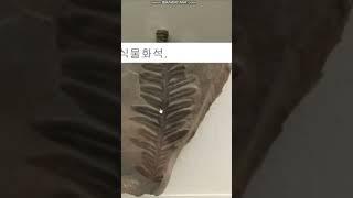 지구역사상 최초의 실루리아 육상식물.Natural History Museum.런던