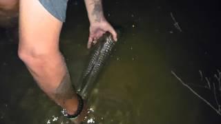 My gold coast barramundi release