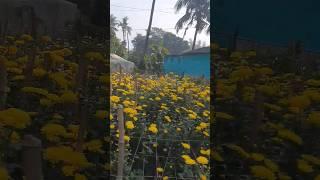 Aysa des hai Mera#shorts#short#viral#trending#viral