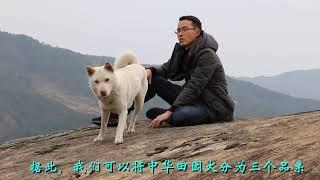 中华田园犬的分类详解，三大品系各有千秋，前两种岌岌可危！