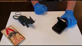 Rat trap secrets