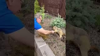 The groundhog she raised won’t let her touch it anymore.#shorts #cute #groundhog #pets