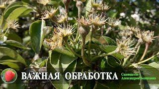 Очень Важная обработка и Подкормка плодовых деревьев после цветения
