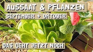 Aussaat im September und Oktober - Säen und pflanzen im Freiland und Folientunnel