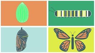 The Butterfly Life Cycle