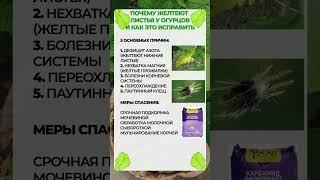 5 ПРИЧИН желтых листьев у огурцов! #сад #огород #урожай