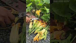 Harvesting baby pumpkin #gardening