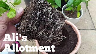 Channel trailer - Ali's Allotment