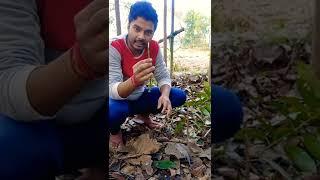 Grafting || कलम बांधना || mango plant || The Sushant Agriculture ||