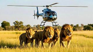 Helicopter Flight over Africa's Okavango Delta | Spectacular Aerial Safari (4K UHD)