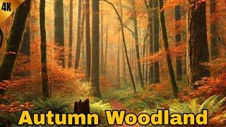 Walk Through Colors Of Autumn 4K #woodlandrelaxation #trees #mindfulness