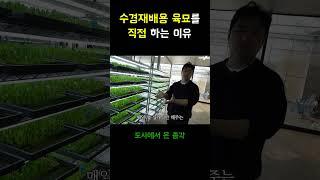 수경재배용 육묘를 농부님이 직접 하는 이유  #귀농 #농사 #수경재배 #육묘 #귀농귀촌