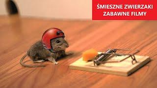 ŚMIESZNE ZWIERZAKI #17 | Zabawne Filmy | Wpadki | Reakcje | Dobry Humor | KLUB ŚMIESZNYCH ZWIERZĄT