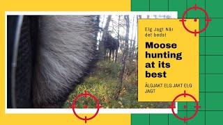 Moose Hunting -- Elg Jakt -- Älgjakt Norge 2020 #moose #elgjagt #Elgjakt #youtube #hunting #outfit