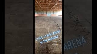 That Fresh Arena Feeling!! #shorts #horses #farm #horseriding