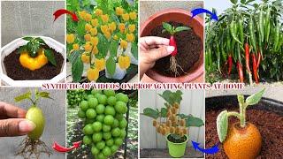 Summary of extremely simple techniques for growing plants at home that you should know