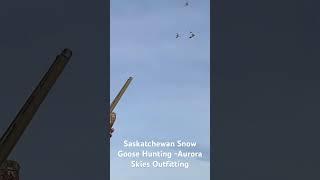 In-your-Face snow goose hunting in Saskatchewan with Aurora Skies Outfitting
