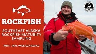 Southeast Alaska Rockfish Maturity Sampling