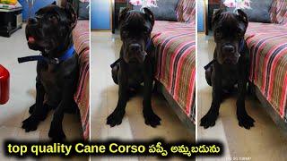 top quality Cane Corso puppy for sale in telugu/7702716112 /aj pets