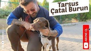 Köpek Irkları - Tarsus Çatal Burun