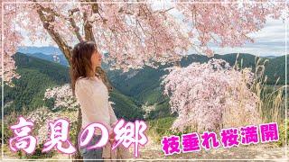 Takami no Sato * Cherry blossom village touring by cart @Nara Prefecture - Higashiyoshino Village