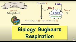 Basics of Respiration for Leaving Cert Biology (Updated)-Biology Bugbears Respiration