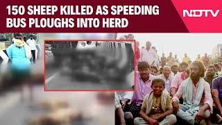 Andhra Pradesh News | Over 150 Sheep Killed As Speeding Bus Ploughs Into A Herd In Andhra Pradesh