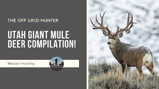 Mule Deer Compilation With HUGE Bucks! MULE DEER | THE OFF GRID HUNTER