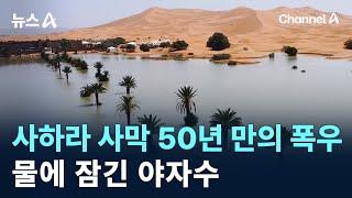 사하라 사막 50년 만의 폭우…물에 잠긴 야자수 / 채널A / 뉴스A