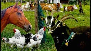 Top25 Most beautiful Farm Animals - rare breeds of lifestock, cattle, goats chickens horse poultry