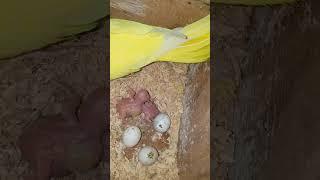 Yellow Ringneck Parrot hatching eggs  babies  #trending #viral #parakeet #thebluechicken #breeding