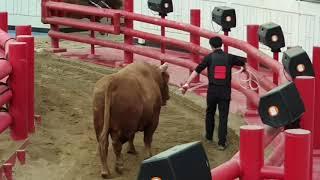 #청도소싸움장  (황+영산) (불곰이+정양)  ox fight stadium 闘牛競技場。 На поле битвы  +조각 감상하기 2019.11.30(토)