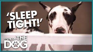 How to Keep a Dog Off the Marital Bed | It's Me or the Dog USA