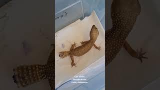 Caso Clínico Gecko Leopardo