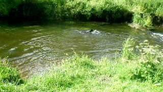 Jess in the River Eden at Crawford Priory.AVI