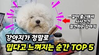 강아지가 미울 때【강아지애정표현│강아지사랑표현 / 미운우리새끼강아지 / 미운오리새끼강아지】