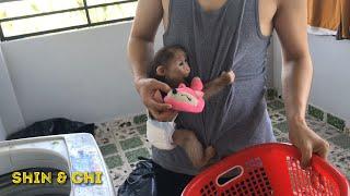 Baby Monkey Shin Hugging Father tightly and Washing Clothes on the Terrace together