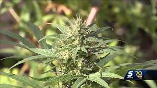 OMMA shut down of marijuana grower and processor has impacts across the state