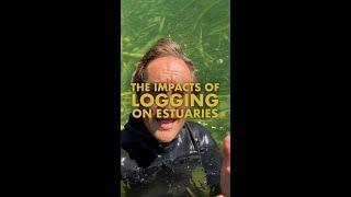 The Impacts of Logging on Estuaries with @reddfishrestoration