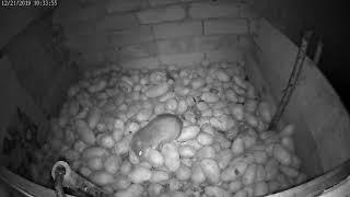 The rat is stealing my potatoes